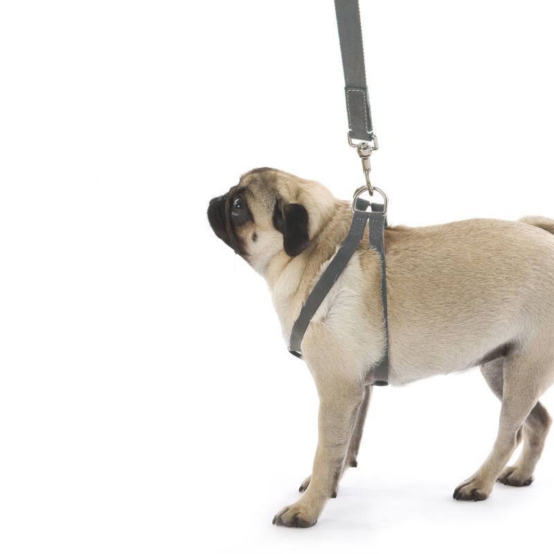 Ring Dog Harness - Image 2