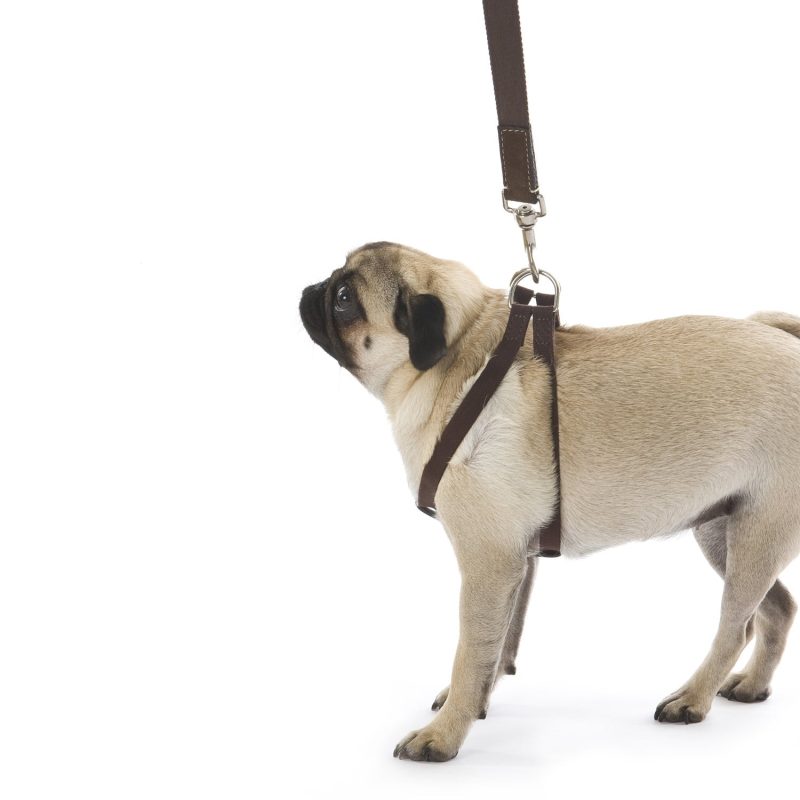 Ring Dog Harness - Image 2